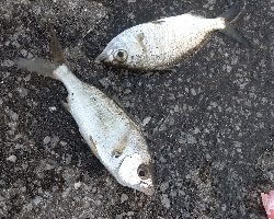 クロサギとアイゴ