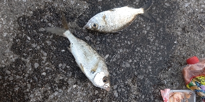 クロサギとアイゴ