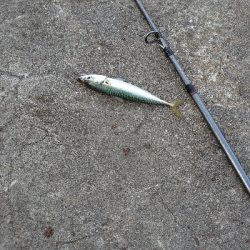 ライトショアジギング