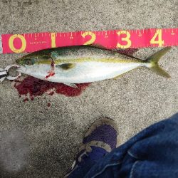 青物○ タチウオ☓