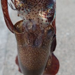 アオリ新子調査