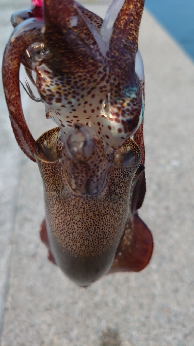 アオリ新子調査