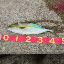 青物もタチウオも渋い