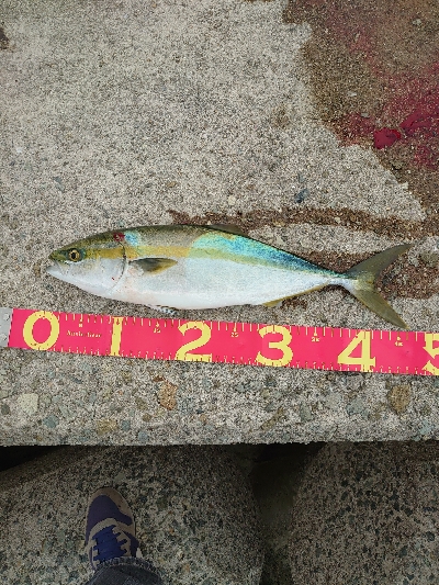 青物もタチウオも渋い