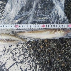 室津のキス釣り