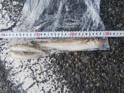 室津のキス釣り