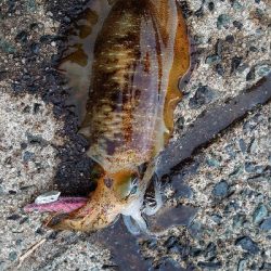 トンカツ&コロッケ