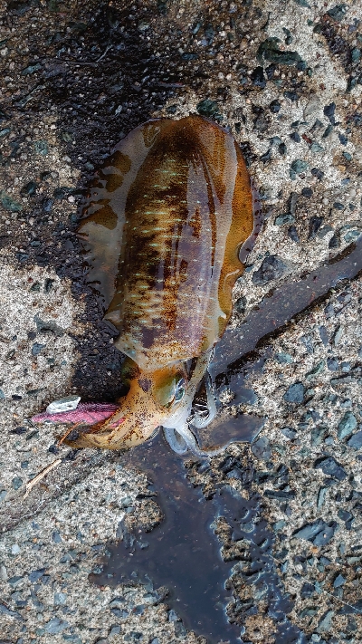 トンカツ&コロッケ