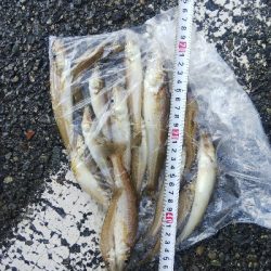 室津のキス釣り