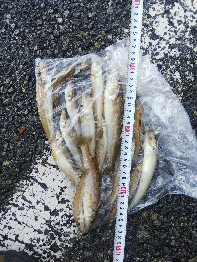 室津のキス釣り