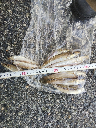 大塩海岸のキス釣り