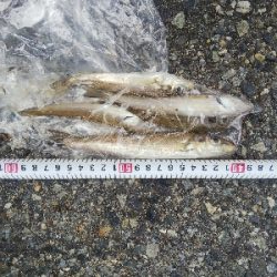 室津のキス釣り