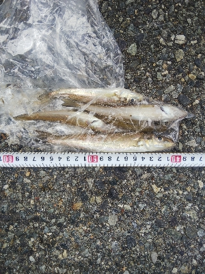 室津のキス釣り