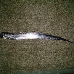 タチウオワインド