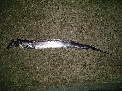 タチウオワインド