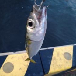 癒やしの虹&サバゲー