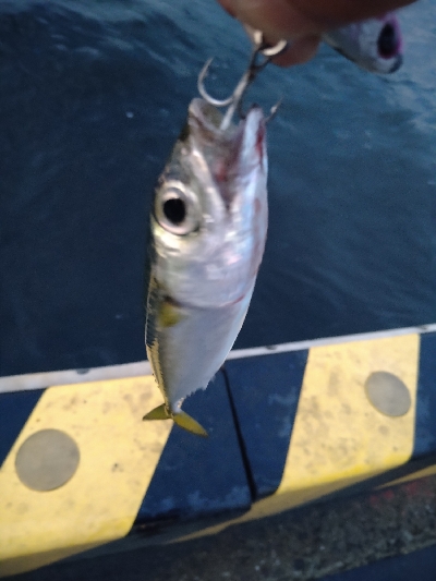 癒やしの虹＆サバゲー