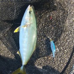 ツバス1匹1バラし