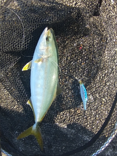 ツバス1匹1バラし