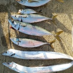 ダイソータックルで