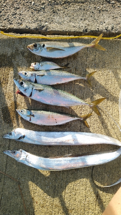 ダイソータックルで