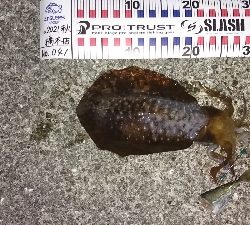 今週も、行ってきました。