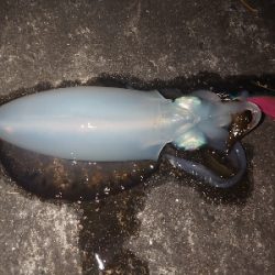 シーバスロッドでエギング