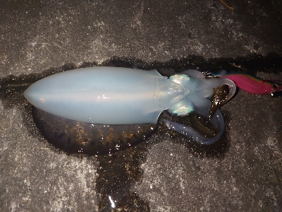 シーバスロッドでエギング