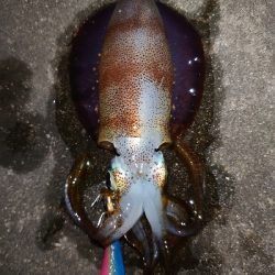 アルコールの肴を求めて…