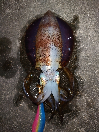 アルコールの肴を求めて…