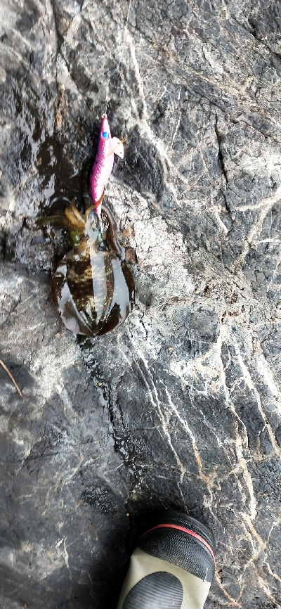 久しぶりエギング