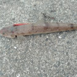 タチウオ釣りのはずが