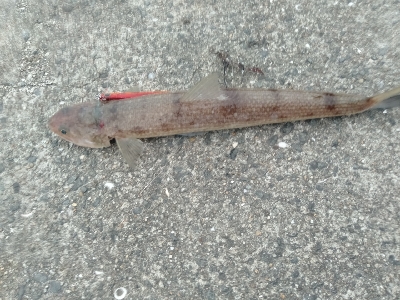 タチウオ釣りのはずが