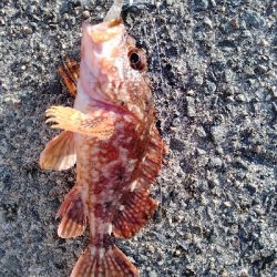 久美浜　アオリイカ、根魚遠征