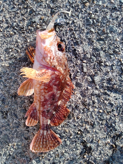 久美浜　アオリイカ、根魚遠征