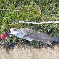 少しサイズアップ