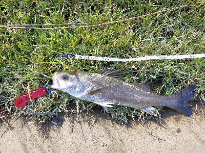 少しサイズアップ