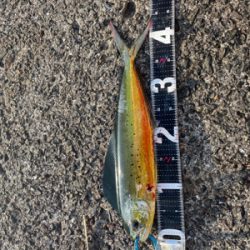 ショアジギング