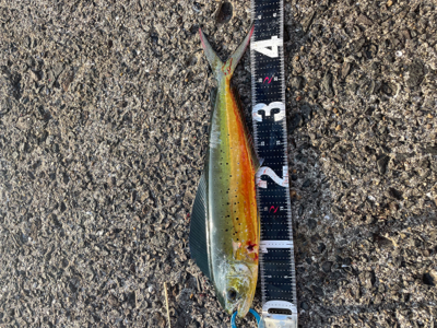 ショアジギング