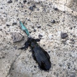 シーズン開幕!ロッド墨付け!