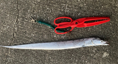 今年初太刀魚！！