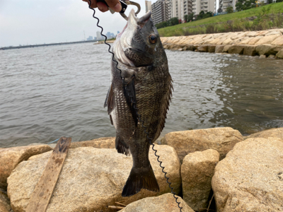 駐車場横でサクッと釣って帰る