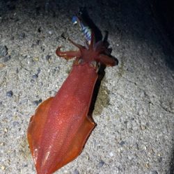 ライトエギング