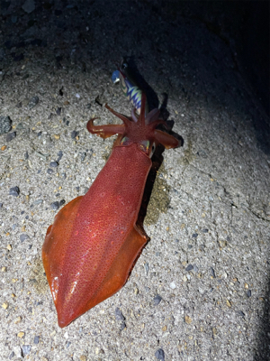 ライトエギング