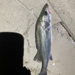 ワームでボーズのがれ！