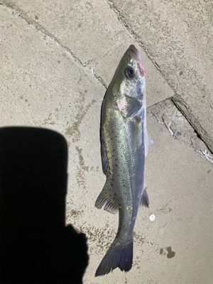 ワームでボーズのがれ！