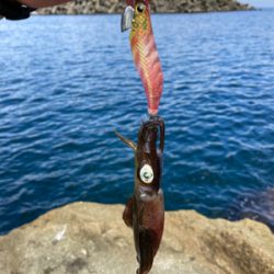 アオリイカ　新子　調査