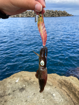 アオリイカ　新子　調査