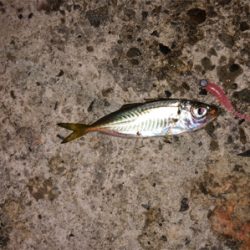 豆アジングのつもりが