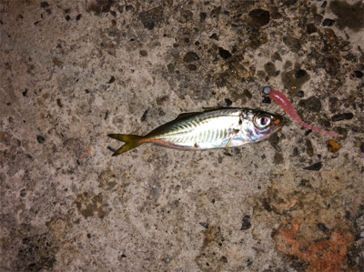 豆アジングのつもりが